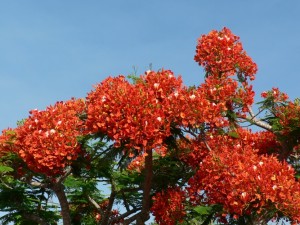 Ponciana Tree